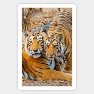 Mother tigress and Cub Sticker